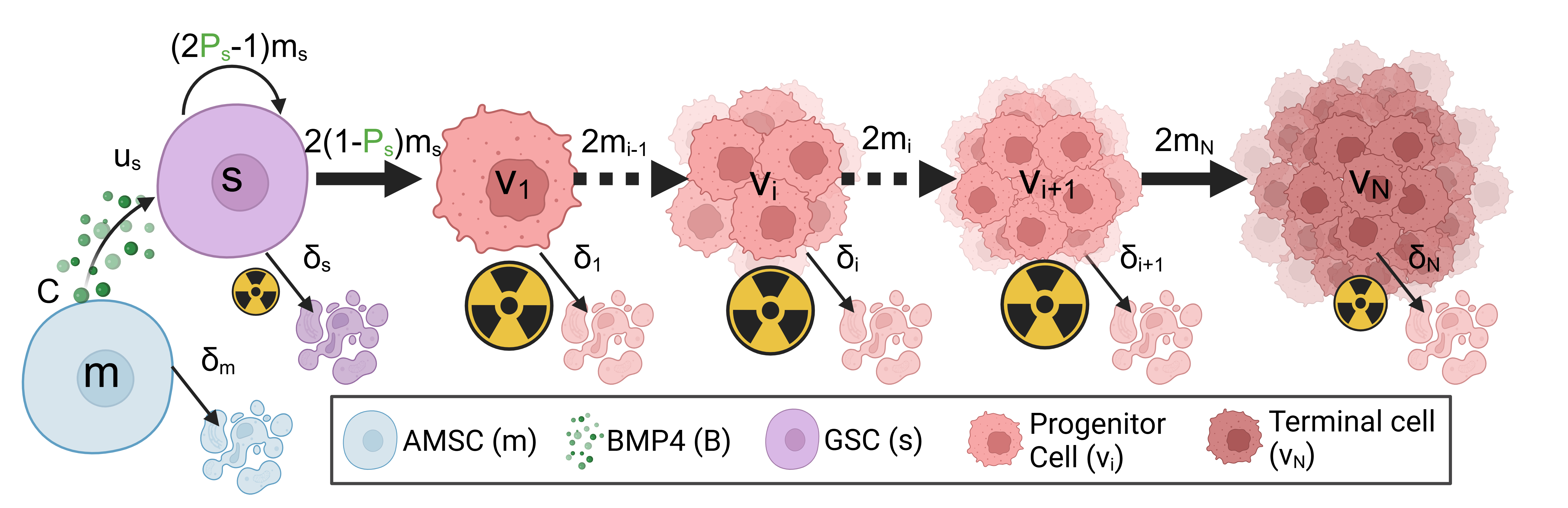 A schematic of the model